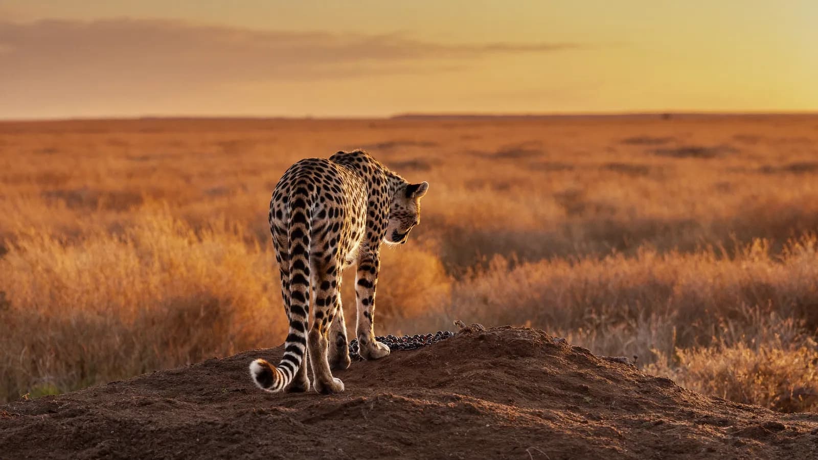 Ghepardo in piedi su un termitaio scruta la savana dorata al tramonto