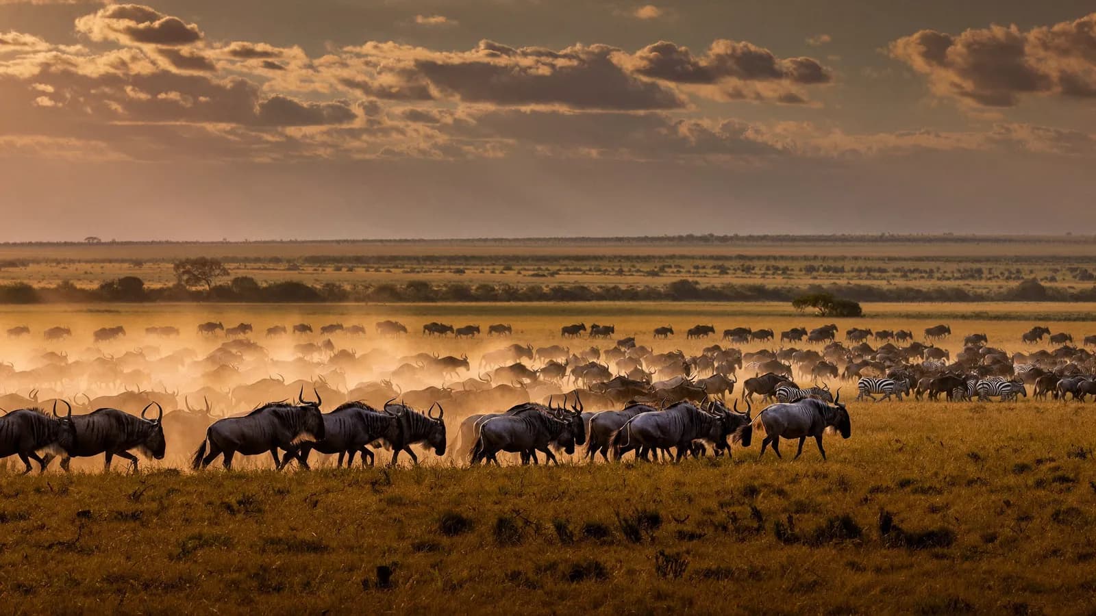 Herd of wildebeest of the great migration crossing the Masai Mara savannah