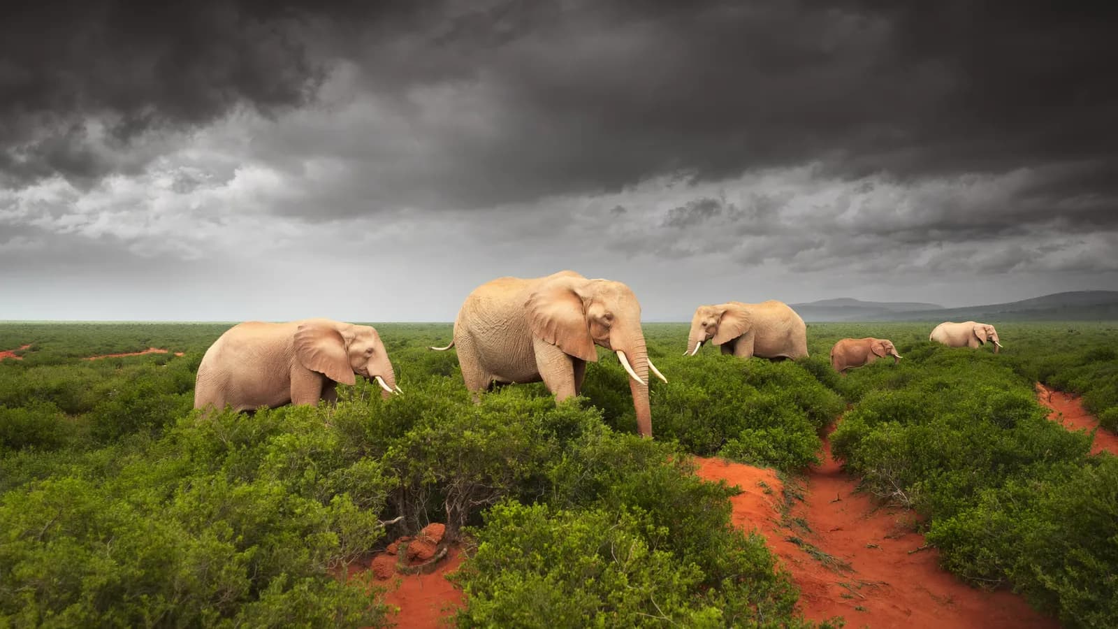 Elephants in the green Tsavo savannah after the rains, red earth in the foreground