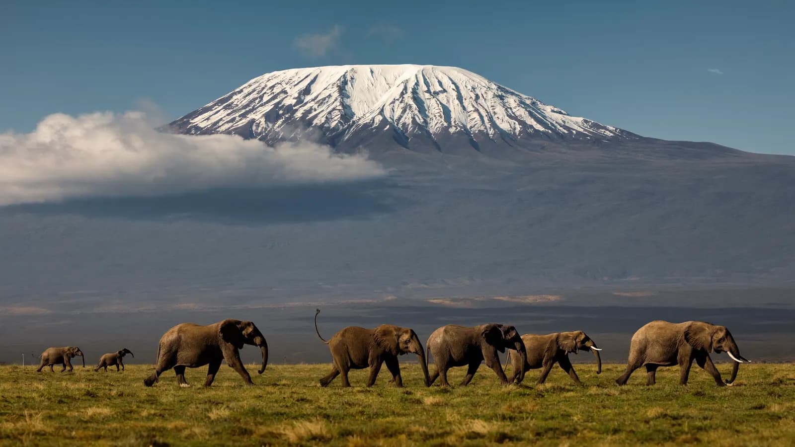 Branco di elefanti attraversa la piana di Amboseli con il Kilimangiaro innevato sullo sfondo