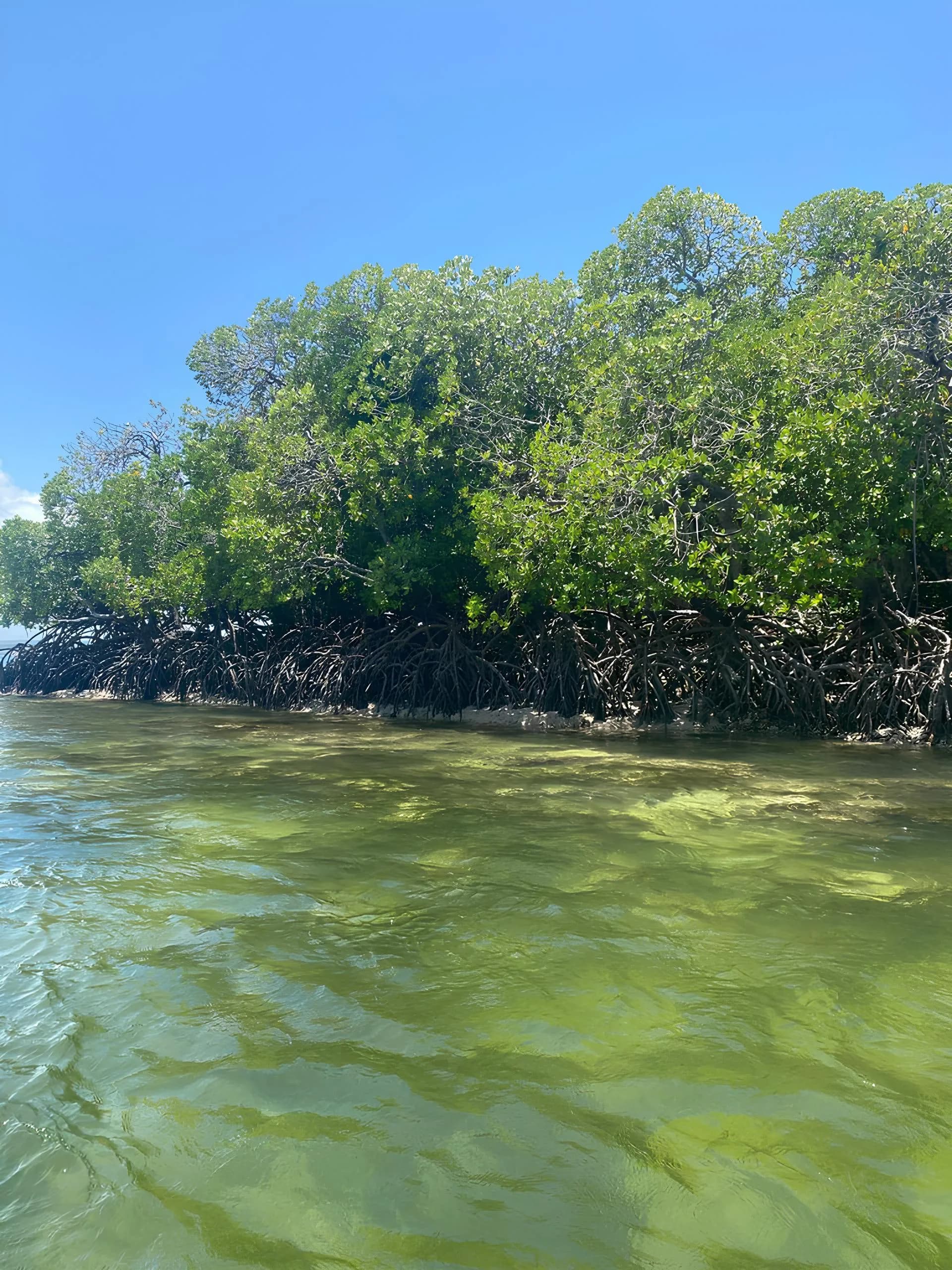 Blue Safari: snorkelling, Mida Creek and lobster on Sudi Island - foto 4